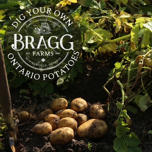 Bragg Farms PYO Potatoes.jpg